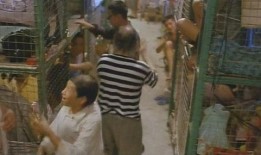 笼民 电影在线观看,揭开社会底层生活真相的震撼之作